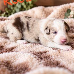 Rooster - Red merle male Border Collie puppy in Sanger, California from Flying M Cactus Ranch Buddies