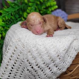 Trixie - Red  female Goldendoodle puppy in Woodburn, Indiana from DNLS Doodle Puppies