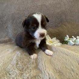 Ember - Red & white female Miniature Australian Shepherd puppy in Oroville, Washington from High Mountain Aussies
