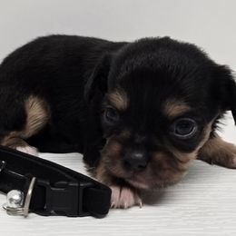 Luca - Black and tan male Chihuahua puppy in Clinton, Missouri from RockyTop Hearts
