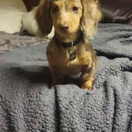 Ellie - Dachshund