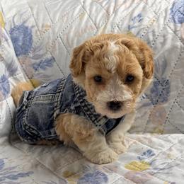 Jack - Apricot male Maltipoo puppy in Bakersfield, California from Silvia's Maltipoos