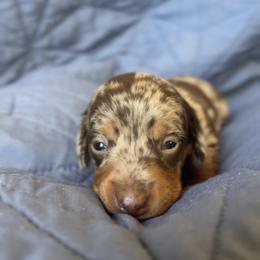 Cowboy - Dapple male Dachshund puppy in Guthrie, Oklahoma from Kingdom Mini Dashchunds