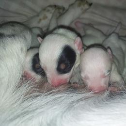 Australian Cattle Dog Puppies from Woodin Farms