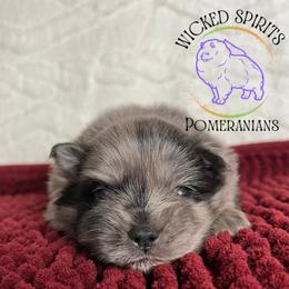 HOLD AKC BAJA BLAST - Blue merle male Pomeranian puppy in Watkins Glen, New York from Wicked Spirits Pomeranians