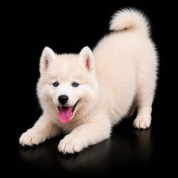 Freddie - White male Pomsky puppy in Spokane, Washington from Spokane Pomskies