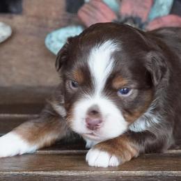Red Tri Male - Red tri male Miniature Australian Shepherd puppy in Lawton, Oklahoma from Lindsey’s Aussies