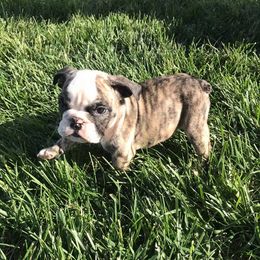 English Bulldog and French Bulldog Puppies from BB's Bulldogs