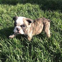 English Bulldog and French Bulldog Puppies from BB's Bulldogs