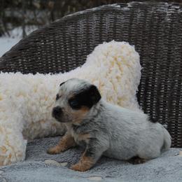 Blaze - Light Green - Blue male Australian Cattle Dog puppy in Colbert, Oklahoma from LoveAHeeler
