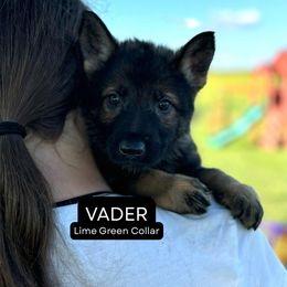Vader - Sable male German Shepherd puppy in Osco, Illinois from Sonnenhügel Kennel, LLC