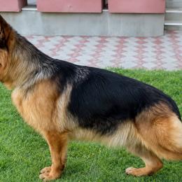 CaCa - German Shepherd