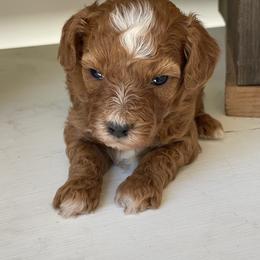 Lil Lady (Teal Collar) - Red  female Poodle puppy in Ogden, Utah from Bells Poodles