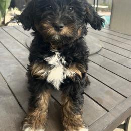 Aussiedoodle, Companion Cross, Poodle, and Yorkipoo Puppies from Teakwoodpoodleofsocal