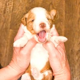 Sophie - female Australian Mountain Doodle puppy in South Jordan, Utah from Western Doodles Utah