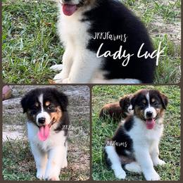 4 Lady Luck, BTF - Black tri-color female Australian Shepherd puppy in Huntington, Texas from JKKJ Farms, LLC