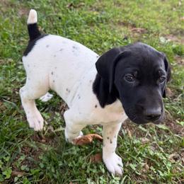 Preacher - Black and white male German Shorthaired Pointer puppy in Hot Springs, Virginia from Thunder Mountain Gun Dogs