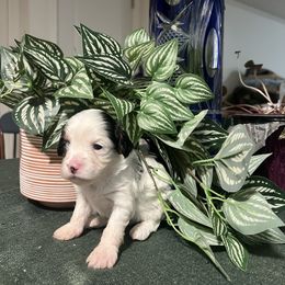 Polly - Tri-color Cavapoo puppy in Santaquin, Utah from Lainy's Homegrown Farm puppies