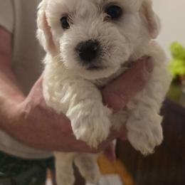 Luna - White and cream female Bichon Frise puppy in Slidell, Louisiana from Abbott Animals