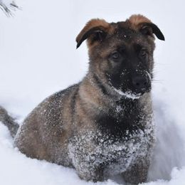 German Shepherds from GS