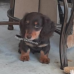 Neuffen - AKC 2,350 - Chocolate and tan male Dachshund puppy in Valdosta, Georgia from Flangel Dachshunds