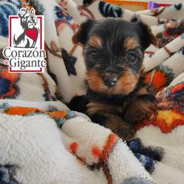 Sophie Baek - Black and tan female Yorkshire Terrier puppy in California from Corazon de gigante