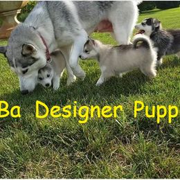 French Bulldog and Pomsky Puppies from Ba's Designer Puppies