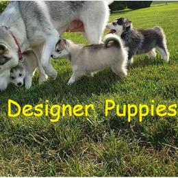 French Bulldog and Pomsky Puppies from Ba's Designer Puppies
