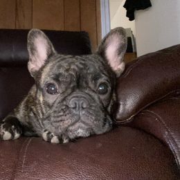 French Bulldog All Grown Up from Queens of The South Frenchies