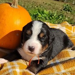 Miss. Orange - Black rust and white female Bernese Mountain Dog puppy in Weatherly, Pennsylvania from RC Farm