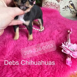 Boy 3 - male Chihuahua puppy in Manteca, California from Deb's Chihuahuas California