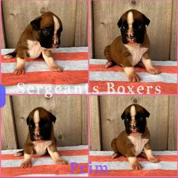 Prim - Fawn female Boxer puppy in Madisonville, Texas from Sergeant's Boxers