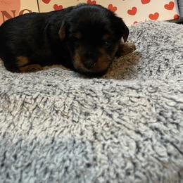 Liam green - Black and tan male Yorkshire Terrier puppy in Taylorsville, North Carolina from Mountain Top Hot Tailz