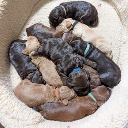 Australian Labradoodle Puppies from Llewellyn's Grove Labradoodles