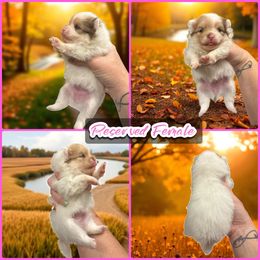 Chocolate Parti Merle Female - Chocolate merle female Pomeranian puppy in Harrah, Oklahoma from Sunshines Pomeranians & Cavapoos