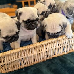 Pugs from Purebred Pugs of Puget Sound