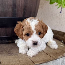 Hollyhock - Lavender Collar - Blenheim female Cavapoo puppy in South Jordan, Utah from Simply Sweet Paws. LLC