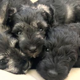 Miniature Schnauzer Puppies from Aria's Miniature Schnauzers