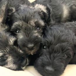 Miniature Schnauzer Puppies from Aria's Miniature Schnauzers