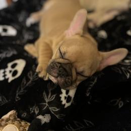 French Bulldog Puppies from White Hippo Frenchies