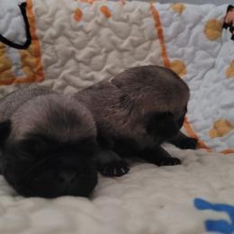 Boy 1 - Fawn male Pug puppy in Humble, Texas from Rick Barrera Pugs