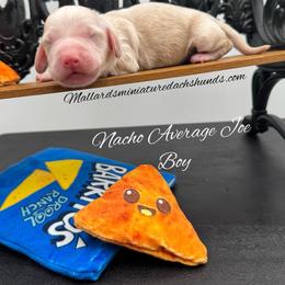 Nacho Average Joe - Cream male Dachshund puppy in Montevallo, Alabama from Mallard's Miniature Dachshunds