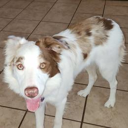 Alyssa - Red merle female Border Collie puppy in Morgan, Texas from Shooting Star Ranch