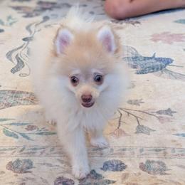 Sonic - Beaver male Pomeranian puppy in Danielsville, Georgia from PassionatePomPoms