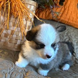 Pistachio (Quincy) - Sable male Pembroke Welsh Corgi puppy in Lima, New York from Hickory Springs Corgis