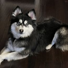 Zoey - Pomsky