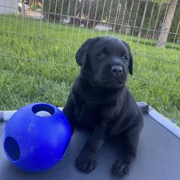 Labrador Retriever Puppies from Winterwynd Labradors
