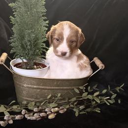 Yellow boy- Aero - Orange and white male Brittany puppy in Chehalis, Washington from Black River Brittany’s