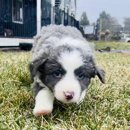 Blue Girl - White and blue female Border Collie puppy in Powell Butte, Oregon from Cascades Border Collies