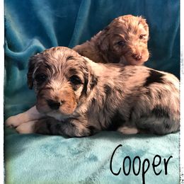 Aussiedoodle and Australian Shepherd Puppies from Dunroamin Farms Australian Shepherds and Aussiedoodles